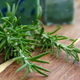 Illustration for article titled Magical power of Rosemary Plant
